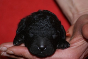 E-wurf_5 Tage alt 028 