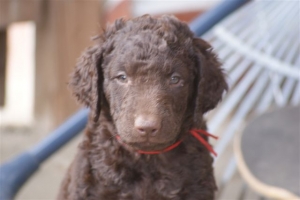 E-Wurf 6 Wochen alt 026 