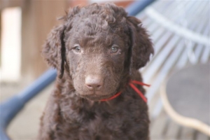 E-Wurf 6 Wochen alt 028 