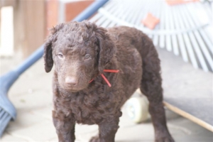 E-Wurf 6 Wochen alt 030 