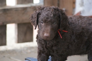 E-Wurf 6 Wochen alt 031   