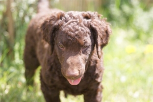 E-Wurf,8 Wochen alt 003 