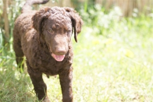 E-Wurf,8 Wochen alt 004 