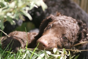 E-Wurf,8 Wochen alt 005 