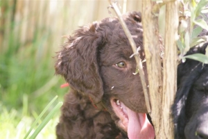 E-Wurf,8 Wochen alt 006 