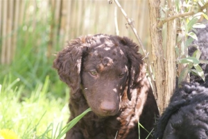 E-Wurf,8 Wochen alt 007 