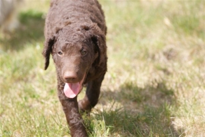 E-Wurf,8 Wochen alt 008 