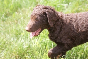 E-Wurf,8 Wochen alt 011 