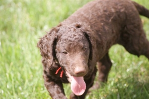 E-Wurf,8 Wochen alt 024 