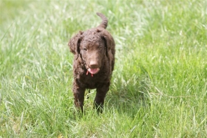 E-Wurf,8 Wochen alt 025 