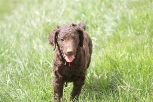 E-Wurf,8 Wochen alt 026 