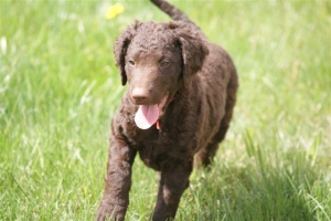 E-Wurf,8 Wochen alt 027 