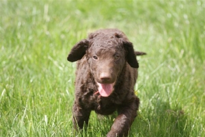 E-Wurf,8 Wochen alt 028 