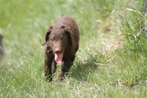 E-Wurf,8 Wochen alt 031 