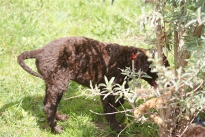 E-Wurf,8 Wochen alt 058 