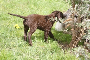 E-Wurf,8 Wochen alt 077 