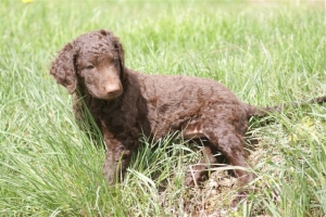 E-Wurf,8 Wochen alt 080 