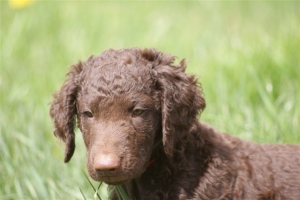 E-Wurf,8 Wochen alt 081 