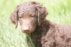 E-Wurf,8 Wochen alt 082 