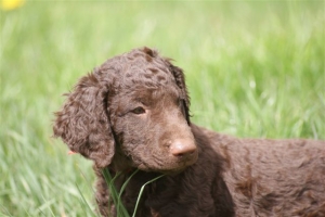 E-Wurf,8 Wochen alt 083 