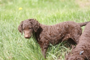 E-Wurf,8 Wochen alt 085 