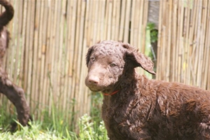 E-Wurf,8 Wochen alt 097 