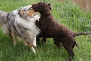 E-Wurf,8 Wochen alt 122 