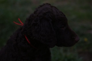 E-Wurf,8 Wochen alt 123 