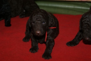 E-Wurf_20 Tage alt 029   