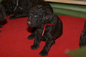 E-Wurf_20 Tage alt 030   