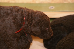 E-Wurf_20 Tage alt 047   