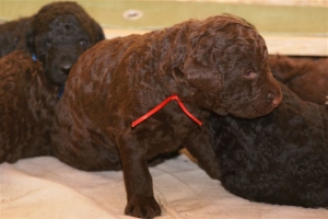 E-Wurf_20 Tage alt 050   