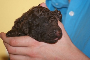 E-Wurf_22 Tage alt 001   