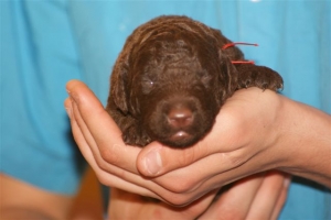 E-Wurf_22 Tage alt 002   