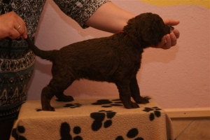 E-Wurf_28 Tage alt_Arnoldstein Cocker 012   