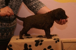 E-Wurf_28 Tage alt_Arnoldstein Cocker 013   