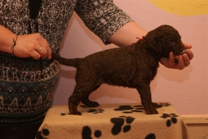 E-Wurf_28 Tage alt_Arnoldstein Cocker 014   