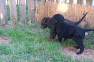 E-Wurf_28 Tage alt_Arnoldstein Cocker_5 Wochen alt 039   