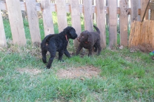 E-Wurf_28 Tage alt_Arnoldstein Cocker_5 Wochen alt 041   