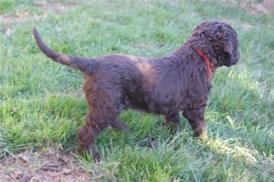 E-Wurf_28 Tage alt_Arnoldstein Cocker_5 Wochen alt 064   