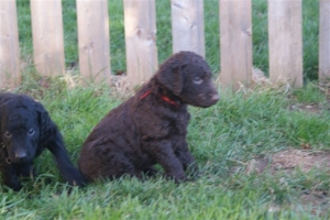 E-Wurf_28 Tage alt_Arnoldstein Cocker_5 Wochen alt 071   