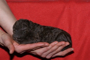 E-wurf_5 Tage alt 021   