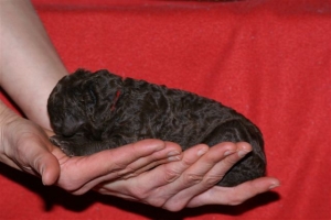 E-wurf_5 Tage alt 022   