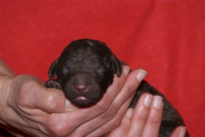 E-wurf_5 Tage alt 023   