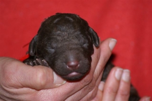 E-wurf_5 Tage alt 024   