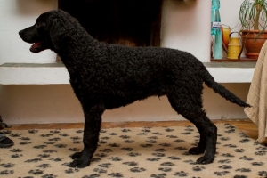 Deckrüde - Anakin Skywalker Caladans