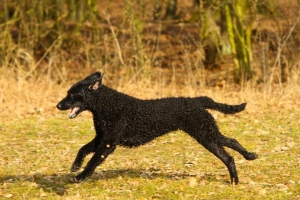 Deckrüde - Anakins Mutter