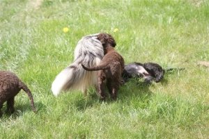 E-Wurf,8 Wochen alt 016     