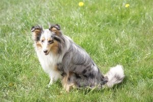 E-Wurf,8 Wochen alt 017     