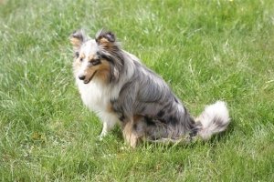 E-Wurf,8 Wochen alt 018     